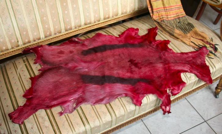 2 mooie Springbokhuiden, rood geverfd. Afgeprijsd!, Verzamelen, Dierenverzamelingen, Ophalen of Verzenden