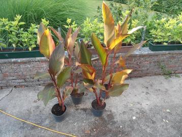 canna's (Bloemriet) beschikbaar voor biedingen