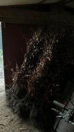 Groene beuk Fagus Sylvatica, Tuin en Terras, Ophalen, Beukenhaag, Haag, 100 tot 250 cm