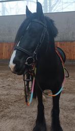 Leuke allrounder mini tinker, B, 11 jaar of ouder, Recreatiepony, D pony (1.37m tot 1.48m)