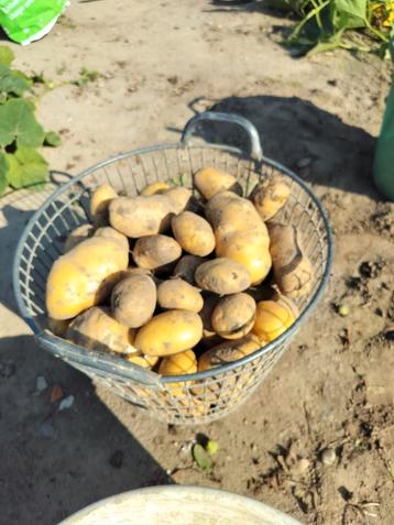 Nieuwe aardappelen, Divers, Enlèvement