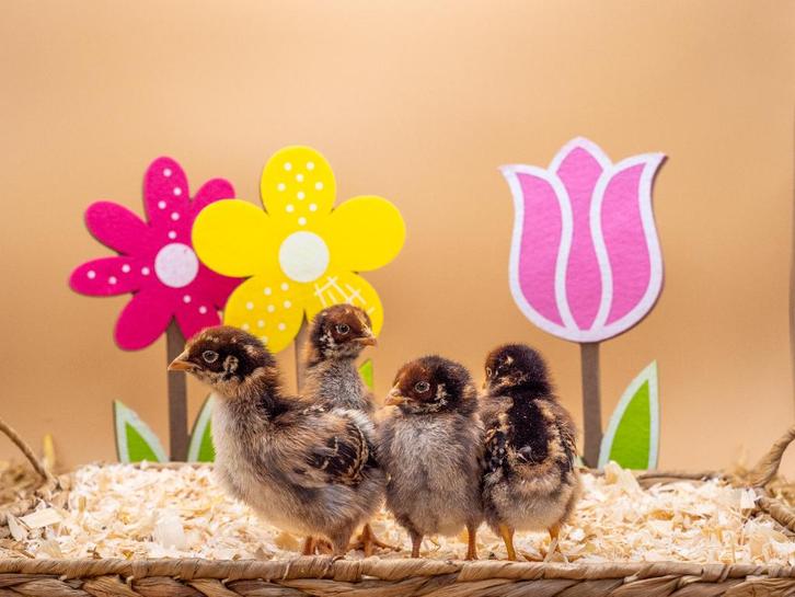 Jonge tamme Barnevelder kuikens gesekst & ingeënt, Dieren en Toebehoren, Pluimvee, Kip, Vrouwelijk