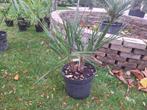 Butia palmboom dubbelstam (-12°C), Tuin en Terras, Lente, Minder dan 100 cm, Palmboom, Ophalen