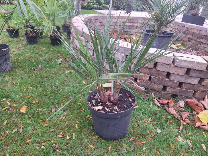 Butia palmboom dubbelstam (-12°C), Tuin en Terras, Planten | Bomen, Palmboom, Minder dan 100 cm, Volle zon, Lente, In pot, Ophalen