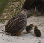 Japanse kwartels, Plusieurs animaux, Autres espèces