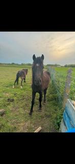 2 jonge hengstjes D pony, Animaux & Accessoires, Chevaux