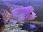 Flowerhorn koppel, Dieren en Toebehoren, Vissen | Aquariumvissen, Vis, Zoetwatervis