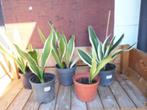 Sanseveria's en clivia miniata, Maison & Meubles, Plantes d'intérieur, Enlèvement