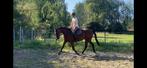 Tiktok knappe brave ruin, Dieren en Toebehoren, Paarden