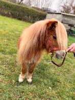 Shetlander pony te koop, Dieren en Toebehoren, Pony's, Niet van toepassing, 0 tot 2 jaar, Hengst, A pony (tot 1.17m)