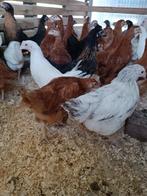 Les 14 dernières poules pondeuses âgées de 7 semaines, Poule ou poulet, Femelle