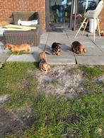 Prachtige langharige teckel pups met stamboom, Dieren en Toebehoren, België, Parvo, 8 tot 15 weken, Dwerg