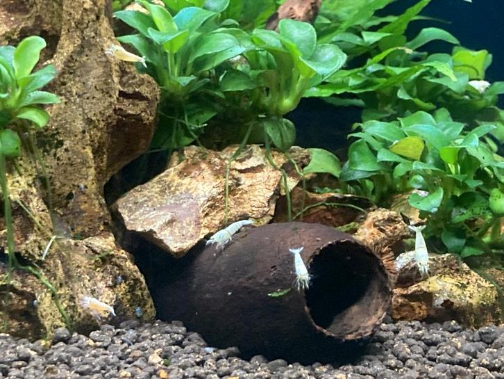 ligne blanche pure, Animaux & Accessoires, Poissons | Poissons d'aquarium, Poisson d'eau douce, Homard, Crabe ou Crevette, Banc de poissons