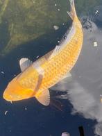 Prachtige volle Ochiba 60cm, Dieren en Toebehoren, Karper of Koi