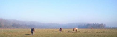 Stalling, vol pension regio stekene/moerbeke, Dieren en Toebehoren, Paarden