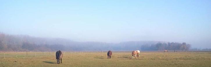 Stalling, vol pension regio stekene/moerbeke, Dieren en Toebehoren, Paarden
