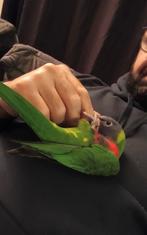 Handtamme jonge Lori van de blauwe bergen, Dieren en Toebehoren, Vogels | Parkieten en Papegaaien