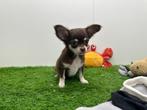 Langharige Chihuahua pups, België, Reu, 8 tot 15 weken, CDV (hondenziekte)
