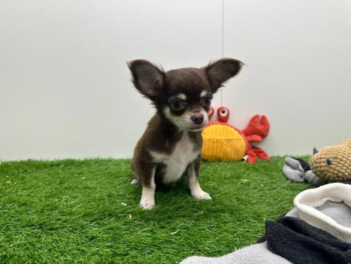 Langharige Chihuahua pups, Dieren en Toebehoren, Honden | Chihuahua's en Gezelschapshonden, Reu, Chihuahua, Fokker | Professioneel