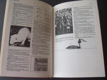 Geïllustreerd Nederlands woordenboek  beschikbaar voor biedingen