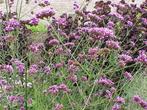 pompoenplantjes 12cm en verbena bonarience 1euro, Tuin en Terras, Kweekspullen, Ophalen