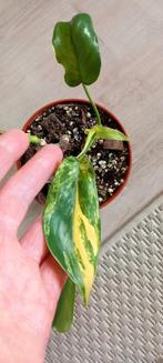 Philodendron florida beauty, Huis en Inrichting, Kamerplanten, Ophalen
