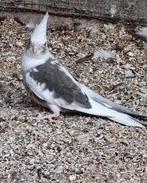 Cockatiels apprivoisés pour jeunes