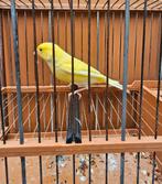 Raza canary te koop, Dieren en Toebehoren, Vogels | Kanaries, Meerdere dieren, Postuurkanarie