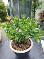 PLANTE DÉCORATIVE - ARBRE DE JADE, Ophalen, Vetplant, Halfschaduw, In pot