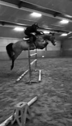 Wedstrijd ruiter aangeboden, Dieren en Toebehoren, Paarden