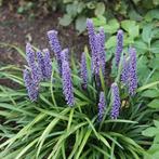 Liriope muscari big blue / Leliegras, Tuin en Terras, Ophalen of Verzenden, Herfst, Halfschaduw