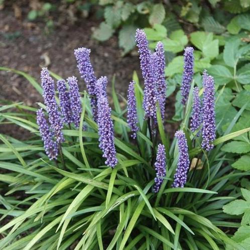 Liriope muscari big blue / Leliegras, Tuin en Terras, Planten | Tuinplanten, Halfschaduw, Herfst, Ophalen of Verzenden