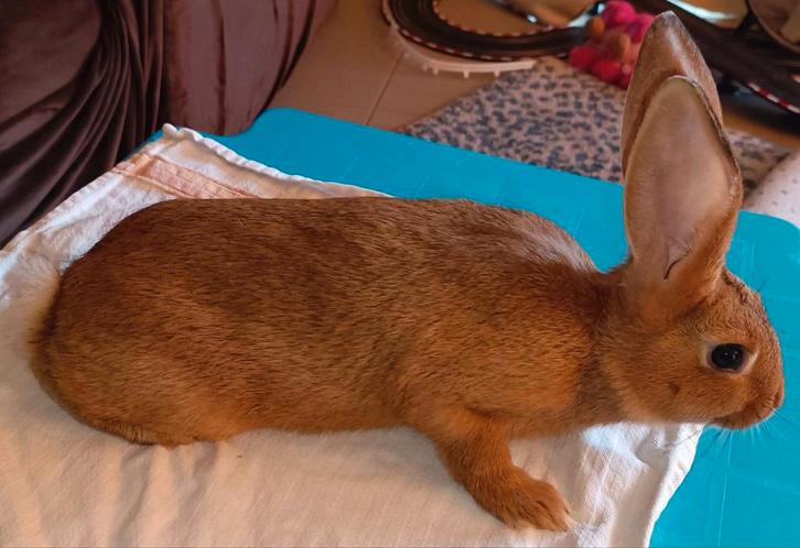 Vale van Bourgondië x WVD . RHD 1 EN 2, Dieren en Toebehoren, Konijnen