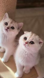 Twee Britse korthaar kittens in een mooie kleur (1200€), Dieren en Toebehoren, Meerdere dieren, Met stamboom, 0 tot 2 jaar