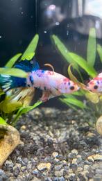 Mannelijke betta vis, Dieren en Toebehoren, Vissen | Aquariumvissen, Vis, Zoetwatervis