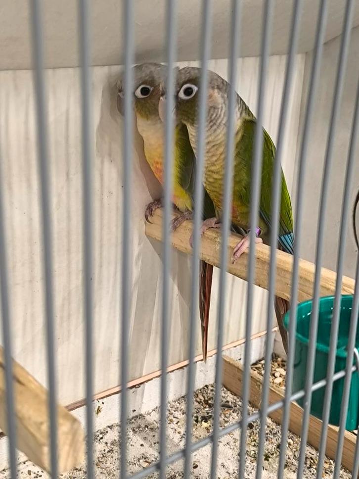 Koppels pyrrhura's, Dieren en Toebehoren, Vogels | Parkieten en Papegaaien