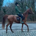 Mooie Arabische merrie te koop, Dieren en Toebehoren, Paarden, Merrie, Minder dan 160 cm, Zadelmak, 7 tot 10 jaar