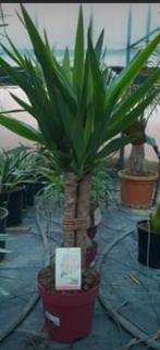 Yucca Elephantipes, 3 stammen, Tuin en Terras, Ophalen of Verzenden