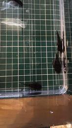 L181, Ancistrus algeneter, Dieren en Toebehoren, Vis, Zoetwatervis