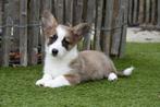 Prachtige Welsh corgi cardigan pups, Dieren en Toebehoren, België, Overige rassen, CDV (hondenziekte), 8 tot 15 weken