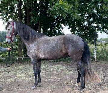 Prachtige lusitano 5 jaar oud 1m68. beschikbaar voor biedingen