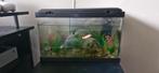 Aquarium + voer + decoratie + filter + goudvis, Dieren en Toebehoren, Ophalen, Gebruikt, Overige typen