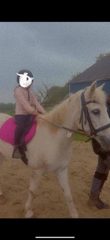 Pony beschikbaar voor biedingen