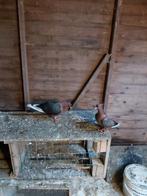 3 kooi duiven te koop 50euro voor 3, Dieren en Toebehoren