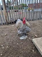 GRATIS koekoek Cochinkriel haantje, Dieren en Toebehoren, Pluimvee, Mannelijk, Kip