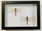 AANBIEDING: Lijst met 2 libellen uit Thailand, Verzamelen, Ophalen of Verzenden, Nieuw, Insect, Opgezet dier