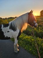 Tinker ruin 6jaar, Dieren en Toebehoren, Paarden, Ruin