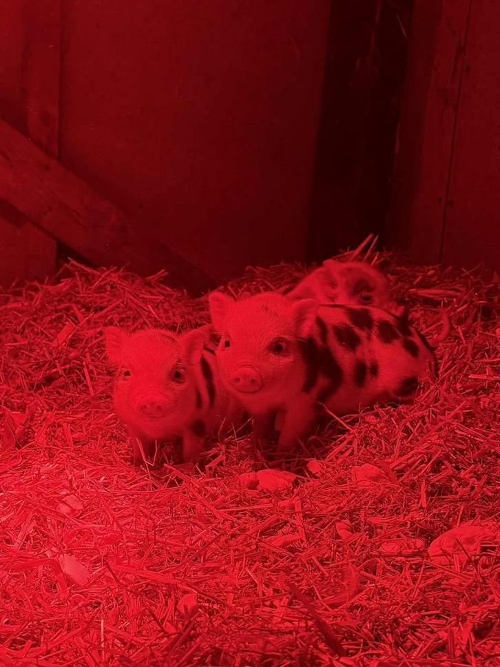 Biggetjes / varkens, Animaux & Accessoires, Moutons, Chèvres & Cochons, Porcs, Plusieurs animaux, 0 à 2 ans