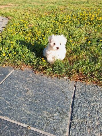 Mini maltezer pups, Dieren en Toebehoren, Honden | Chihuahua's en Gezelschapshonden, België, Maltezer, CDV (hondenziekte), 8 tot 15 weken