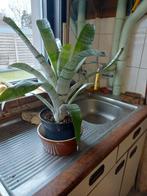 Kamerplant (Bromelia), Huis en Inrichting, Kamerplanten, Ophalen, Halfschaduw, Minder dan 100 cm, Bloeiende kamerplant
